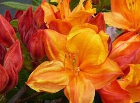 Pěnišník měkký 'Glowing Embers' - Azalea mollis 'Glowing Embers'