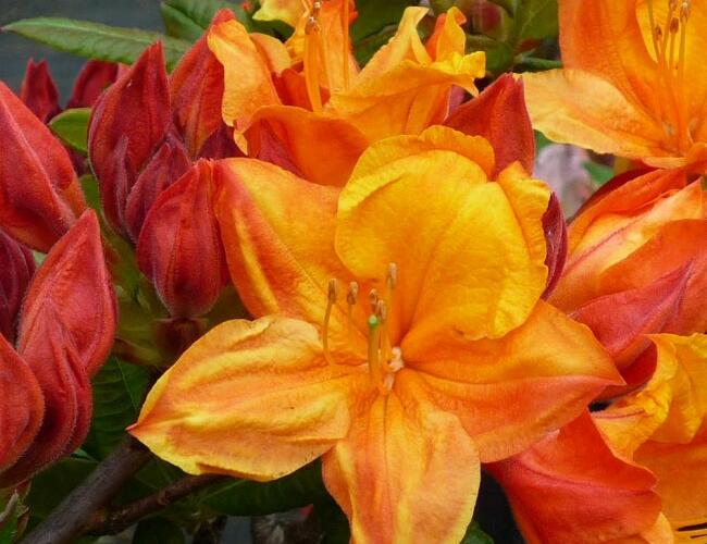 Pěnišník měkký 'Glowing Embers' - Azalea mollis 'Glowing Embers'