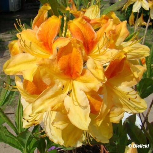 Pěnišník měkký 'Golden Flare' - Azalea mollis 'Golden Flare'