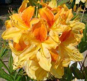 Pěnišník měkký 'Golden Flare' - Azalea mollis 'Golden Flare'