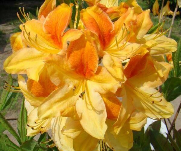 Pěnišník měkký 'Golden Flare' - Azalea mollis 'Golden Flare ...