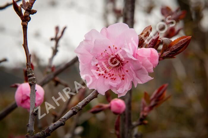 Myrobalán Blireův - Prunus blireana