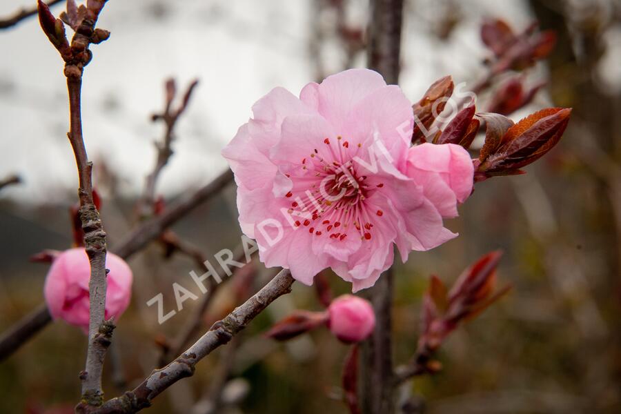 Myrobalán Blireův - Prunus blireana