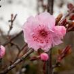 Myrobalán Blireův - Prunus blireana