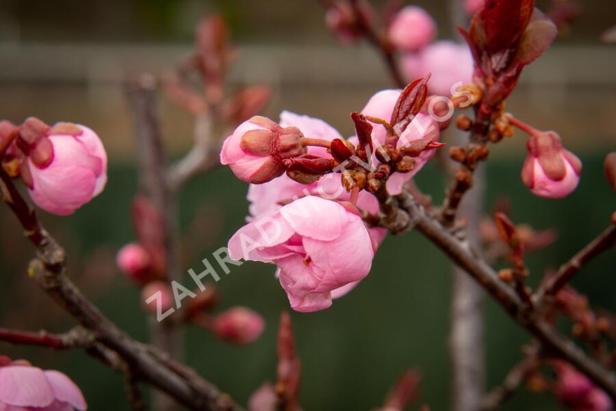 Myrobalán Blireův - Prunus blireana