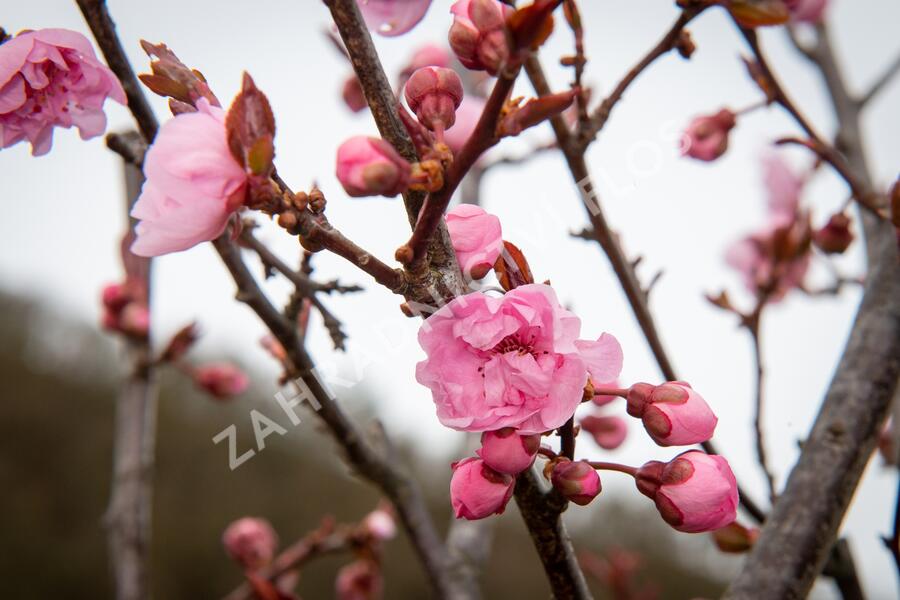 Myrobalán Blireův - Prunus blireana