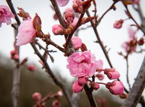 Myrobalán Blireův - Prunus blireana