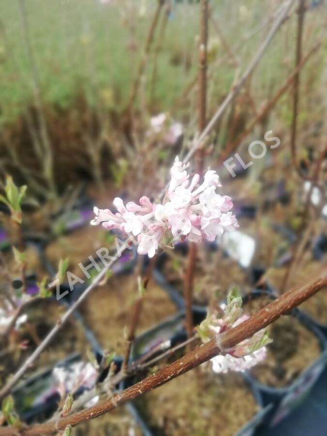 Kalina bodnanská 'Dawn' - Viburnum bodnantense 'Dawn'