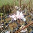 Kalina bodnanská 'Dawn' - Viburnum bodnantense 'Dawn'