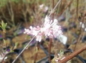 Kalina bodnanská 'Dawn' - Viburnum bodnantense 'Dawn'