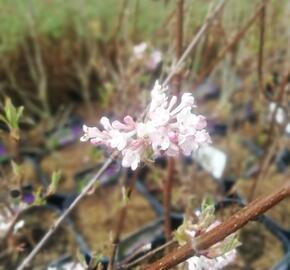 Kalina bodnanská 'Dawn' - Viburnum bodnantense 'Dawn'