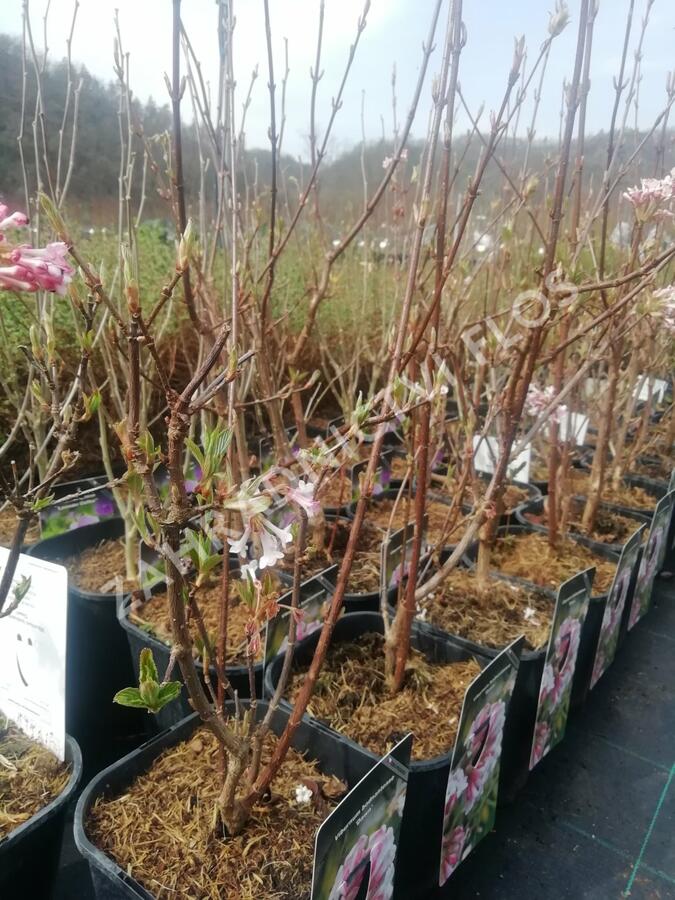 Kalina bodnanská 'Dawn' - Viburnum bodnantense 'Dawn'
