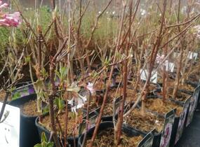 Kalina bodnanská 'Dawn' - Viburnum bodnantense 'Dawn'