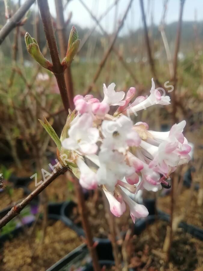 Kalina bodnanská 'Dawn' - Viburnum bodnantense 'Dawn'