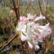 Kalina bodnanská 'Dawn' - Viburnum bodnantense 'Dawn'