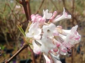 Kalina bodnanská 'Dawn' - Viburnum bodnantense 'Dawn'