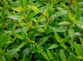 Myrta obecná - Myrtus communis