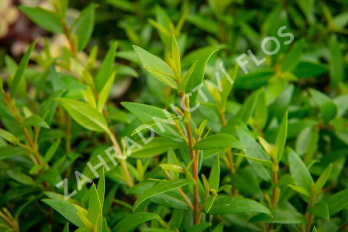 Myrta obecná - Myrtus communis