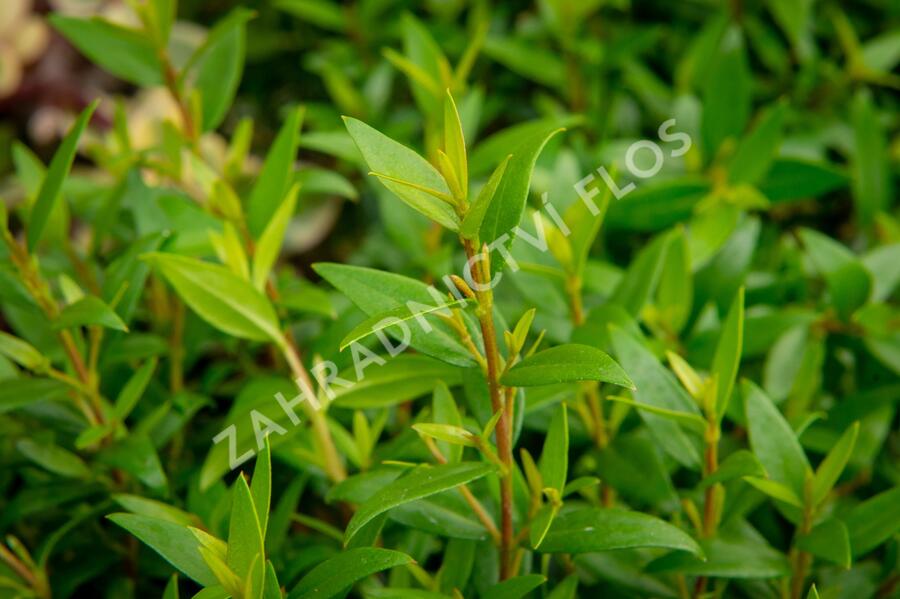 Myrta obecná - Myrtus communis