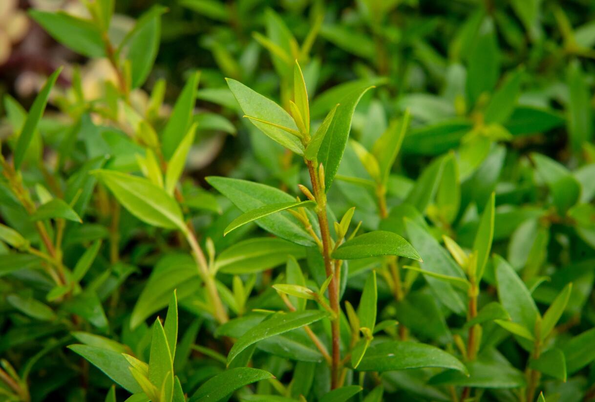 Myrta obecná - Myrtus communis