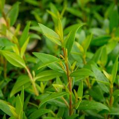 Myrta obecná - Myrtus communis