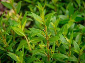 Myrta obecná - Myrtus communis