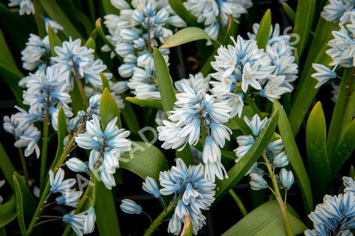 Puškinie ladoňkovitá libanotica - Puschkinia scilloides var. libanotica