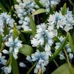 Puškinie ladoňkovitá libanotica - Puschkinia scilloides var. libanotica