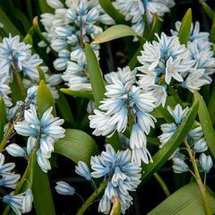 Puškinie ladoňkovitá libanotica - Puschkinia scilloides var. libanotica