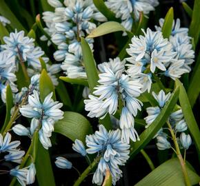 Puškinie ladoňkovitá libanotica - Puschkinia scilloides var. libanotica