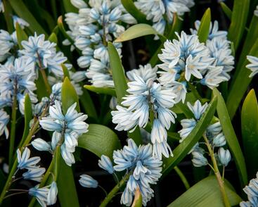 Puškinie ladoňkovitá libanotica