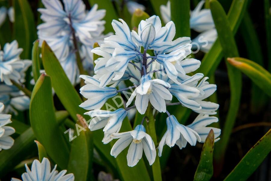 Puškinie ladoňkovitá libanotica - Puschkinia scilloides var. libanotica