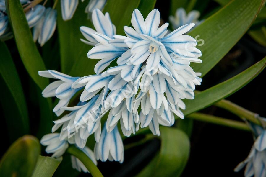 Puškinie ladoňkovitá libanotica - Puschkinia scilloides var. libanotica