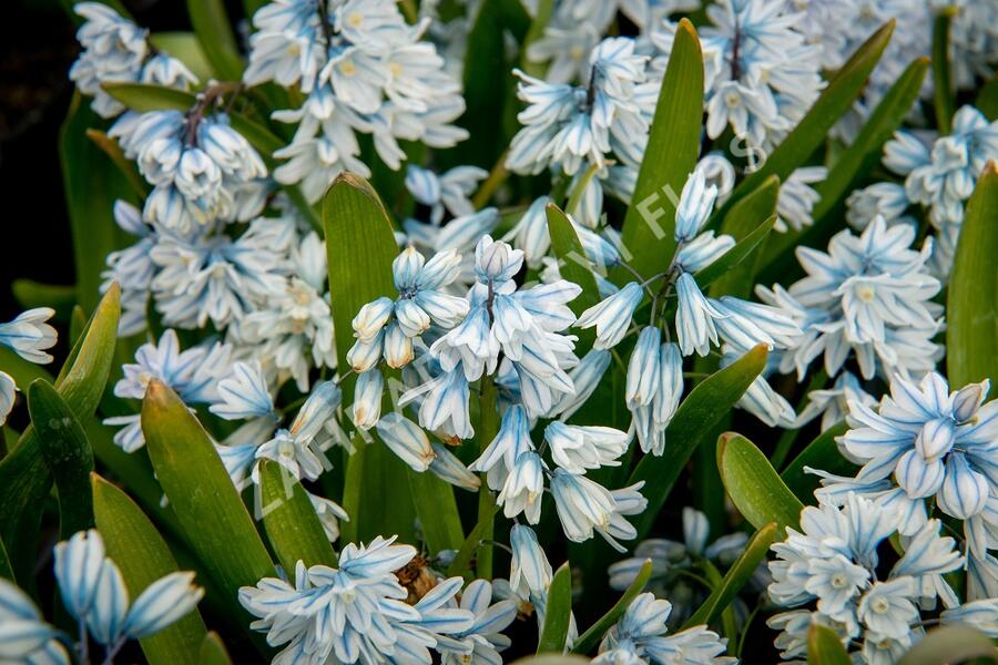 Puškinie ladoňkovitá libanotica - Puschkinia scilloides var. libanotica