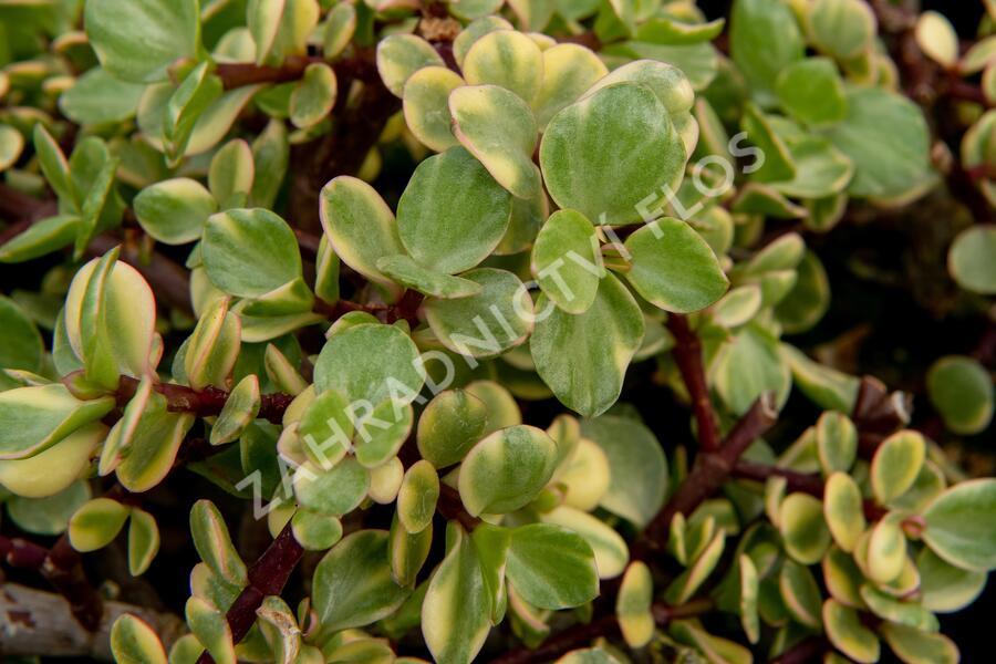 Portulakárie 'Variegata' - Portulacaria afra 'Variegata'
