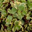Portulakárie 'Variegata' - Portulacaria afra 'Variegata'