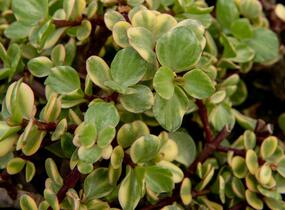 Portulakárie 'Variegata' - Portulacaria afra 'Variegata'
