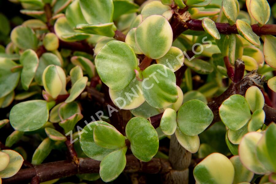 Portulakárie 'Variegata' - Portulacaria afra 'Variegata'