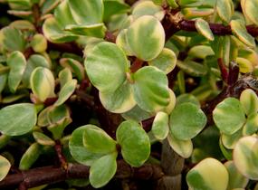 Portulakárie 'Variegata' - Portulacaria afra 'Variegata'