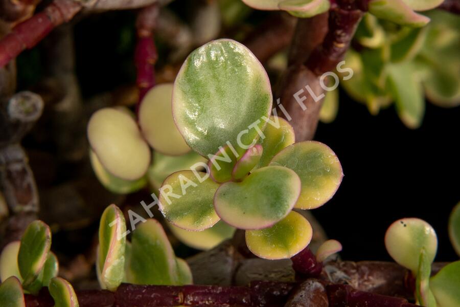 Portulakárie 'Variegata' - Portulacaria afra 'Variegata'