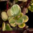 Portulakárie 'Variegata' - Portulacaria afra 'Variegata'