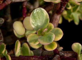Portulakárie 'Variegata' - Portulacaria afra 'Variegata'