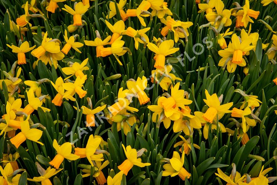 Narcis bramboříkokvětý 'Jetfire' - Narcissus cyclamineus 'Jetfire'