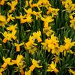 Narcis bramboříkokvětý 'Jetfire' - Narcissus Cyclamineus 'Jetfire'