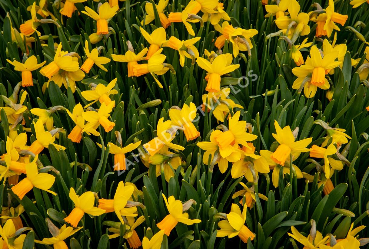 Narcis bramboříkokvětý 'Jetfire' - Narcissus cyclamineus 'Jetfire'