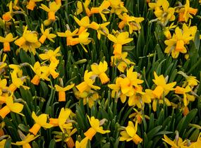 Narcis bramboříkokvětý 'Jetfire' - Narcissus cyclamineus 'Jetfire'