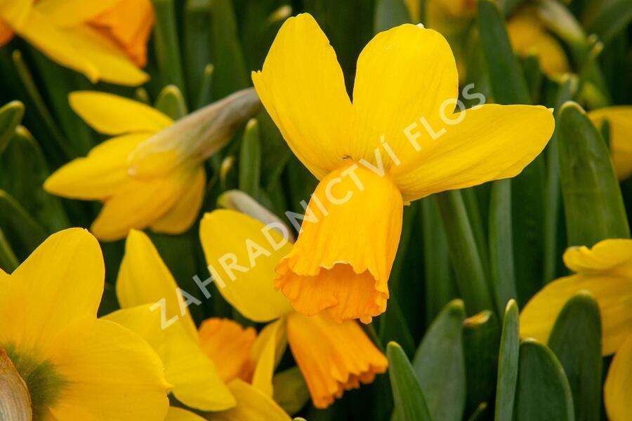 Narcis bramboříkokvětý 'Jetfire' - Narcissus Cyclamineus 'Jetfire' |  Zahradnictví FLOS