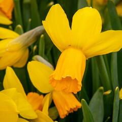 Narcis bramboříkokvětý 'Jetfire' - Narcissus cyclamineus 'Jetfire'