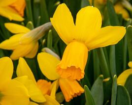 Narcis bramboříkokvětý 'Jetfire'