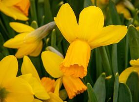 Narcis bramboříkokvětý 'Jetfire' - Narcissus cyclamineus 'Jetfire'
